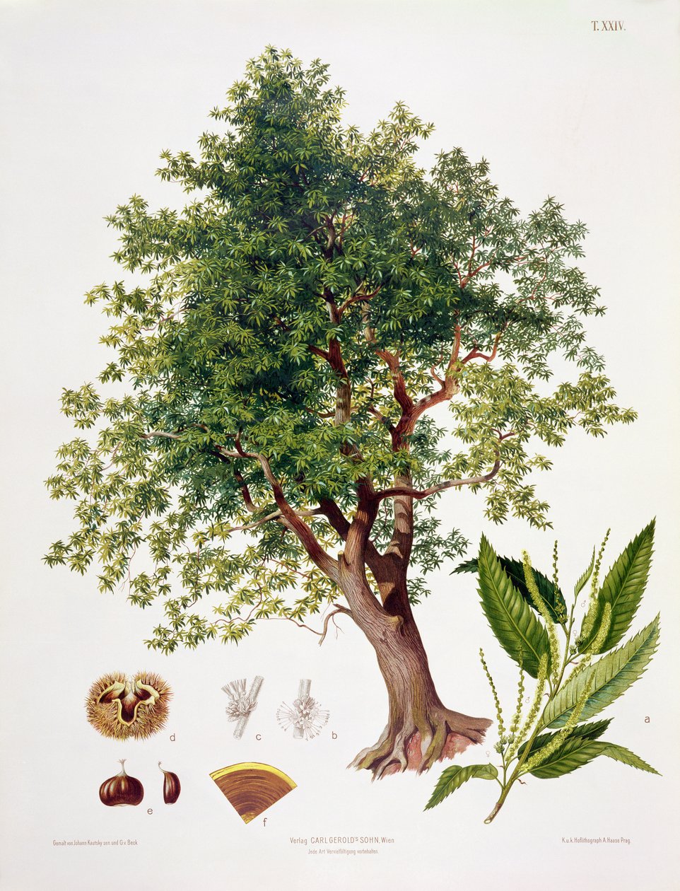 Sweet Chestnut, engraved by A. Haase by Johann Kautsky