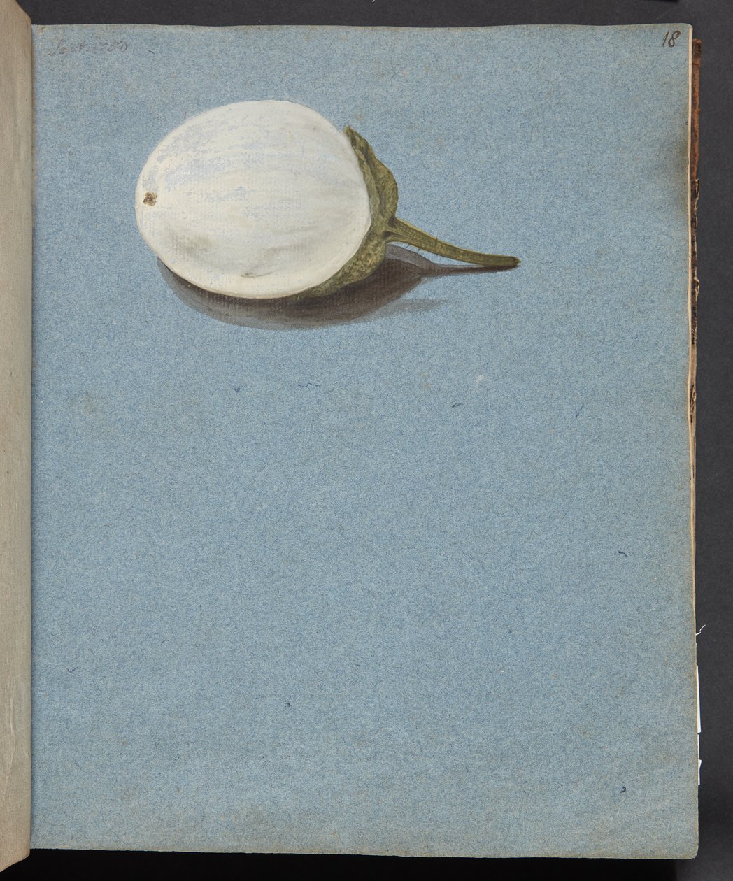 Study of Berries by Johanna Fosie