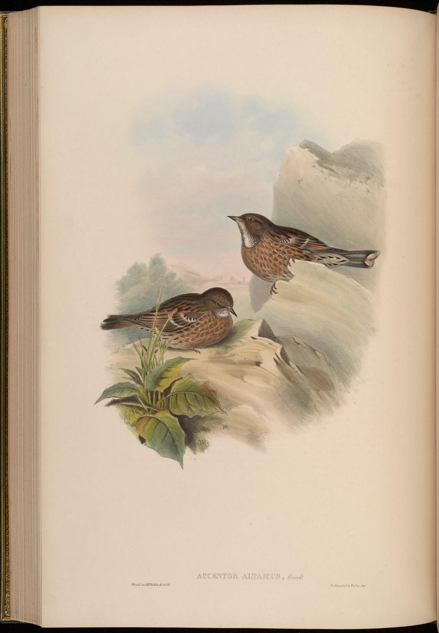 Accentor altaicus by John Gould