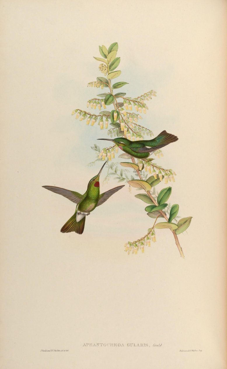 Heliodoxa gularis by John Gould