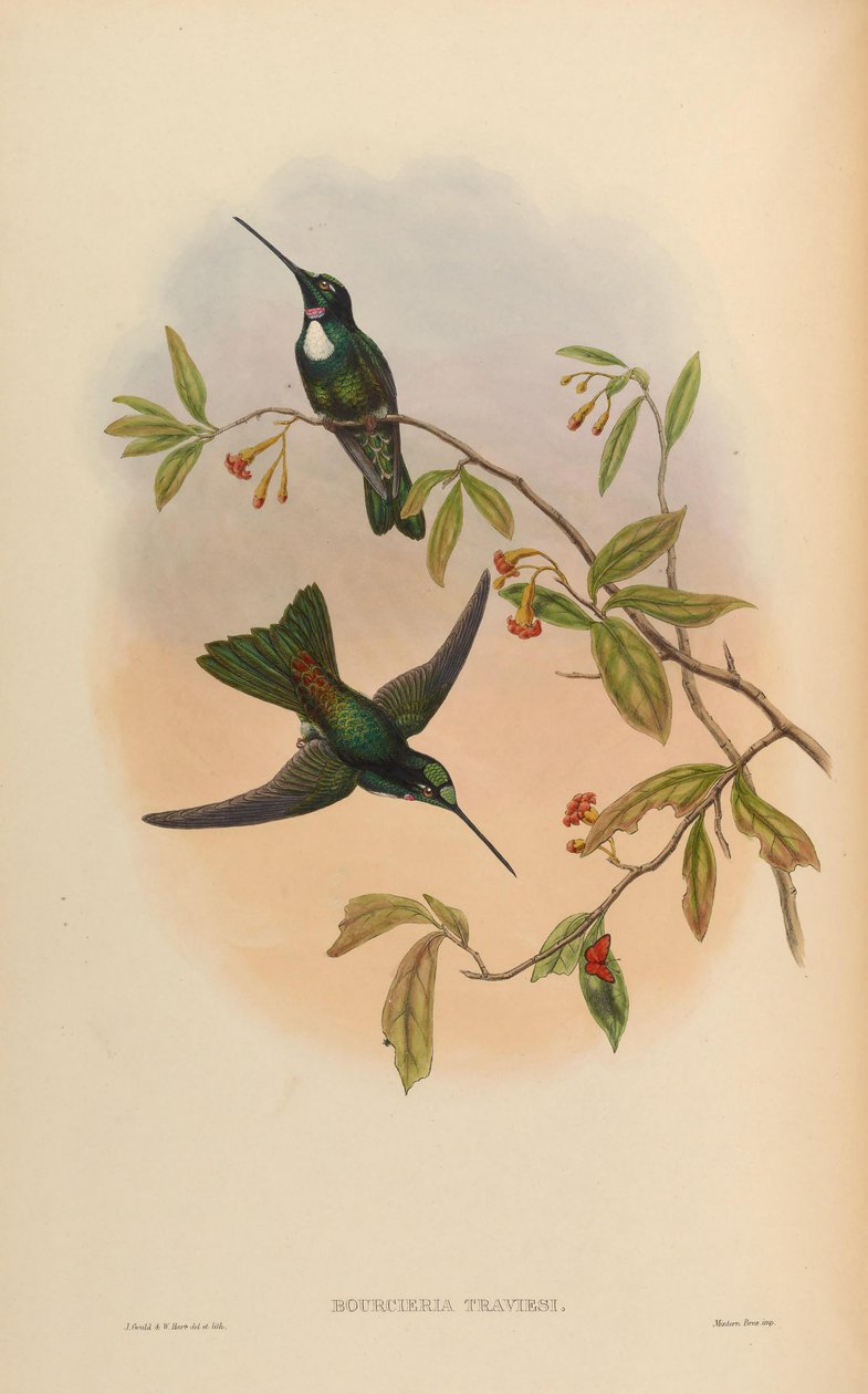 Bourcieria insectivora = Coeligena torquata torquata by John Gould