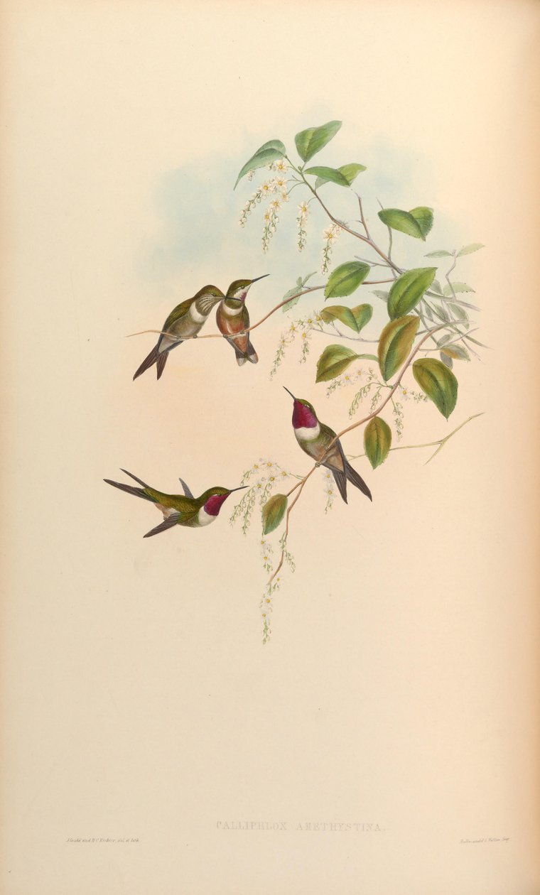 Calliphlox amethystina by John Gould