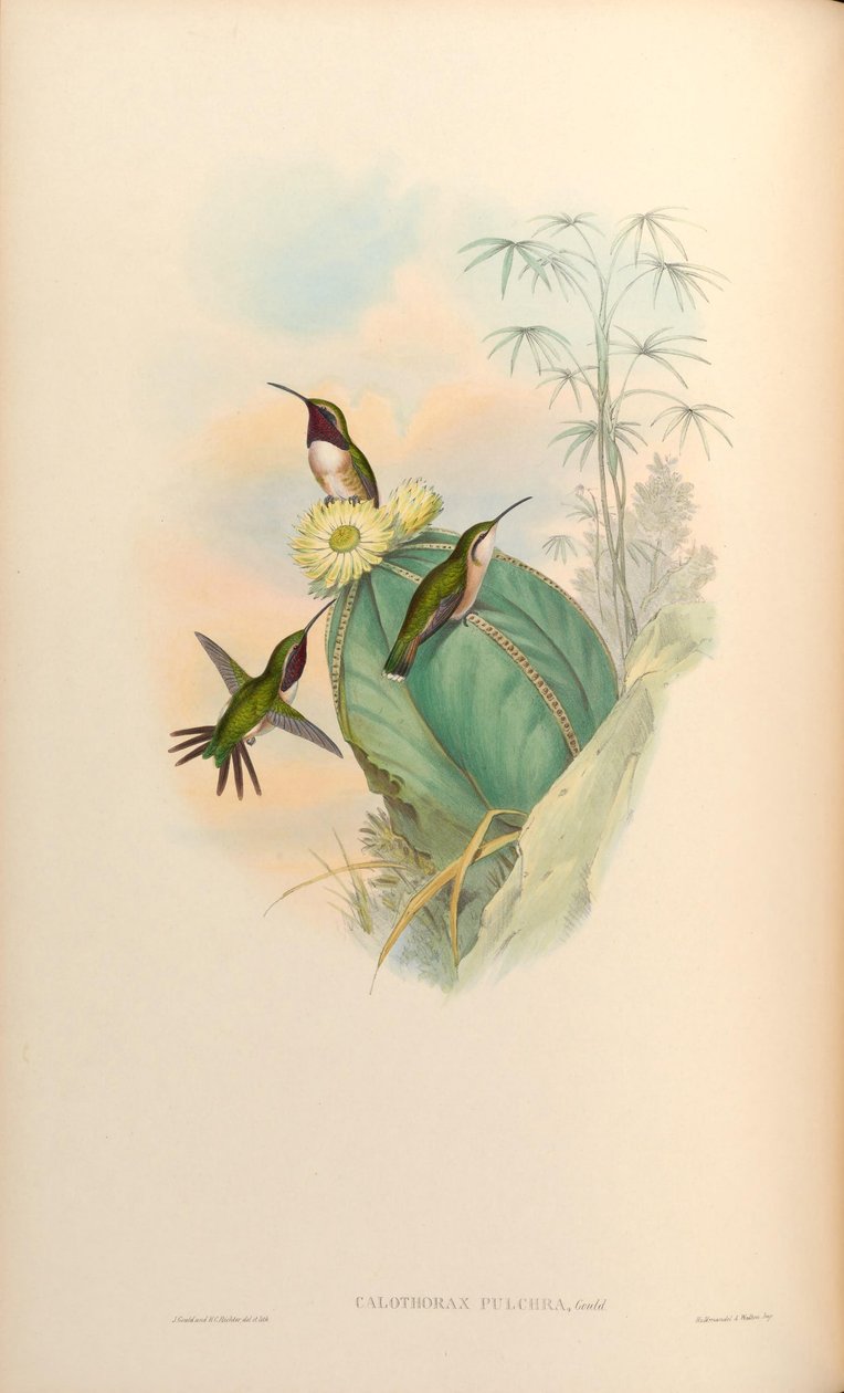 Calothorax pulcher by John Gould