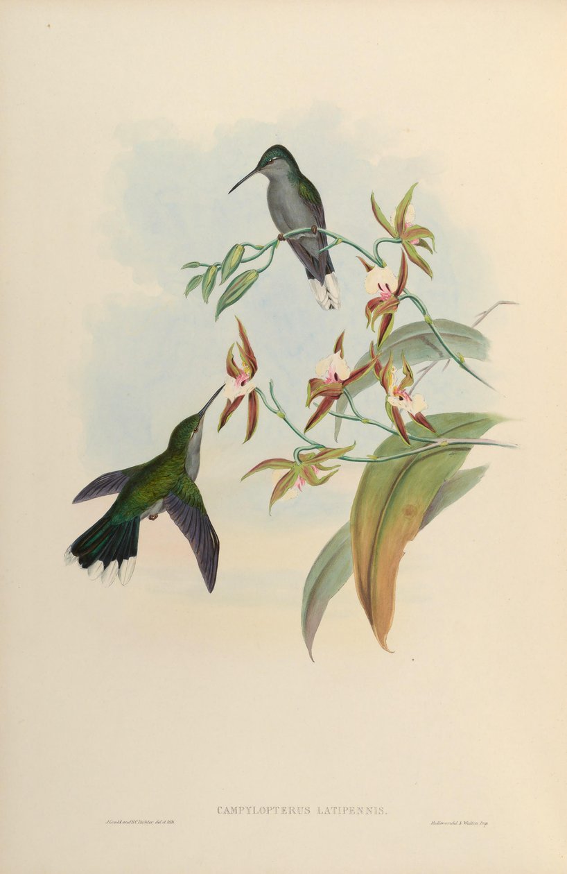 Campylopterus latipennis by John Gould