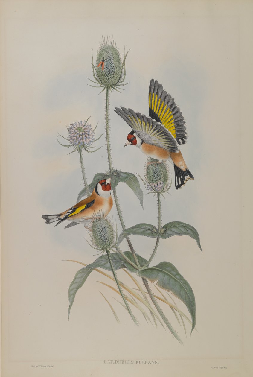 Goldfinch by John Gould