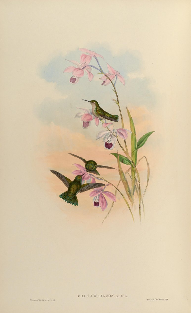 Chlorostilbon alice by John Gould