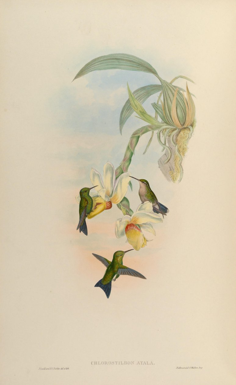 Chlorostilbon atala = Chlorostilbon mellisugus mellisugus by John Gould