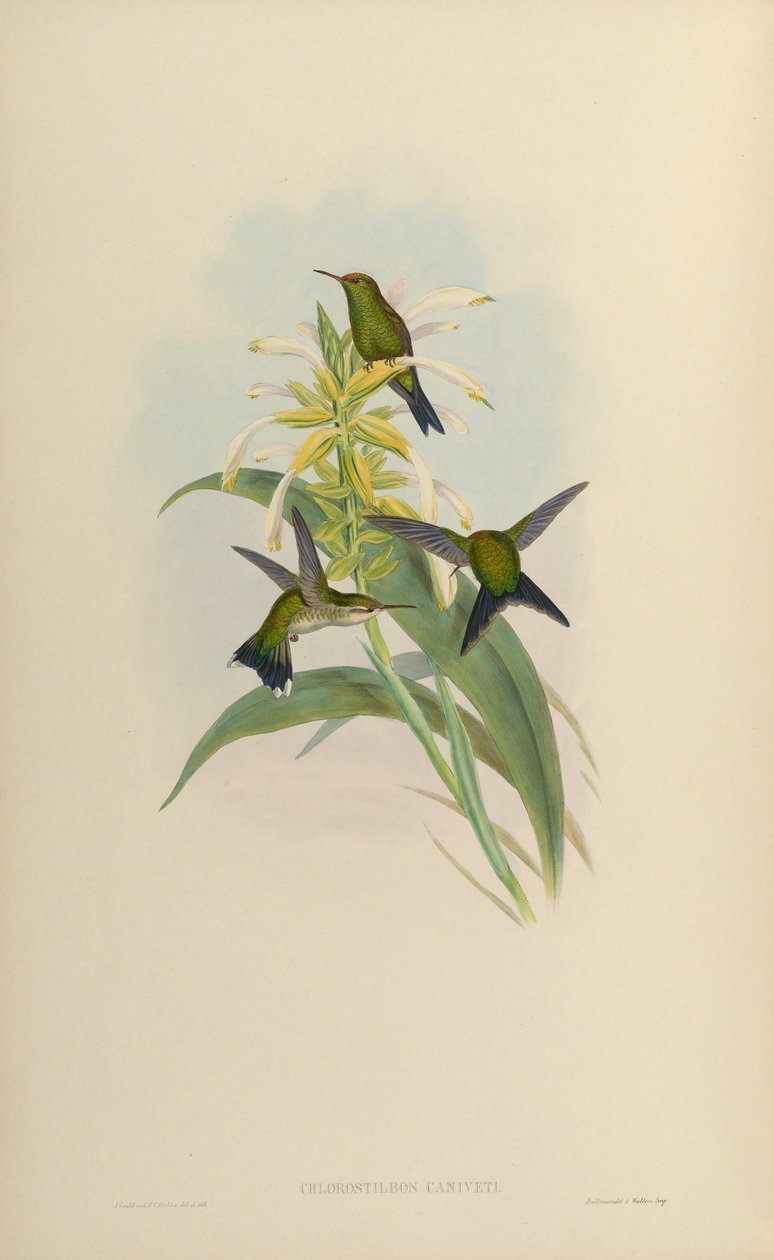 Chlorostilbon canivetii by John Gould