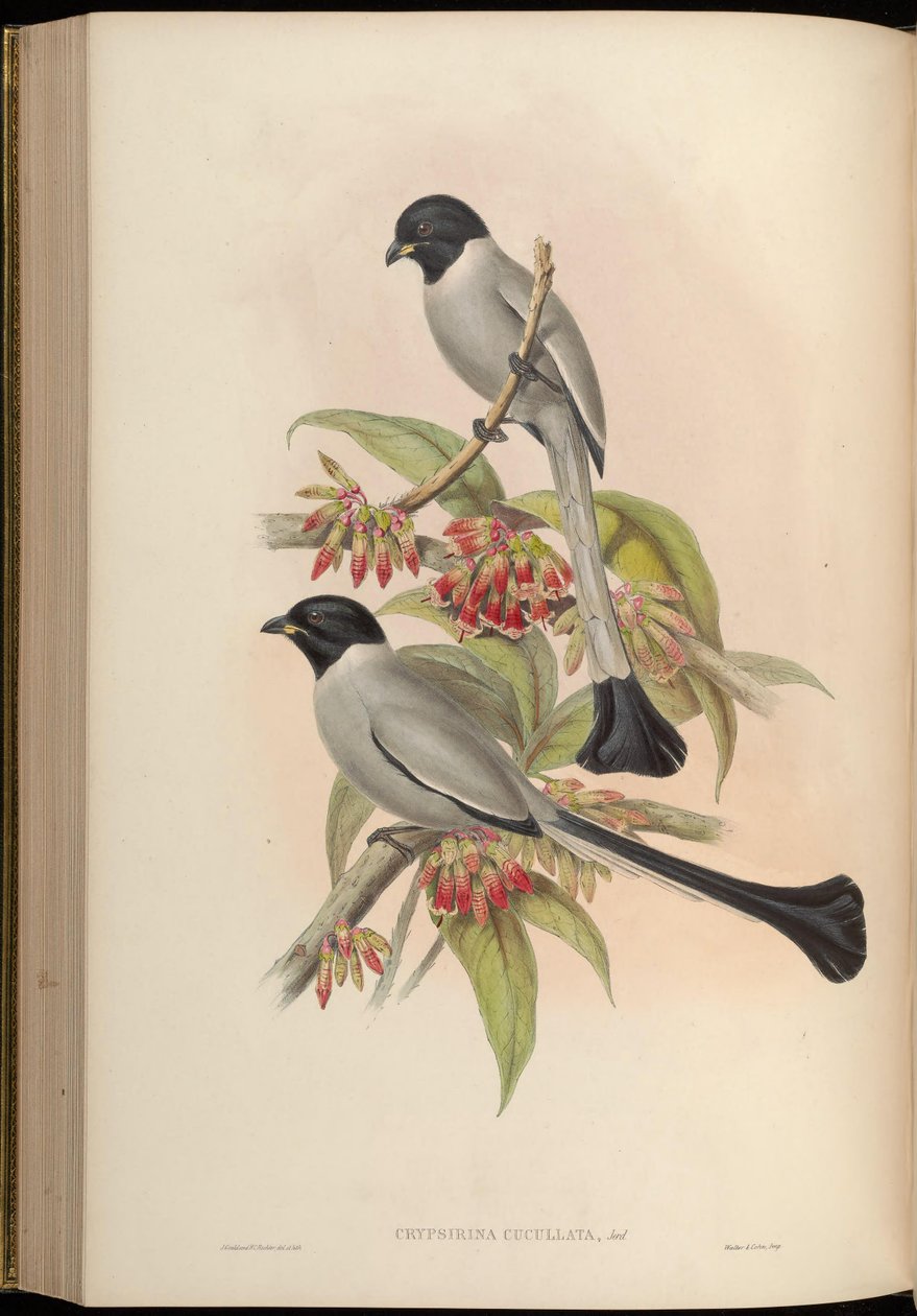 Rufous Treepie by John Gould