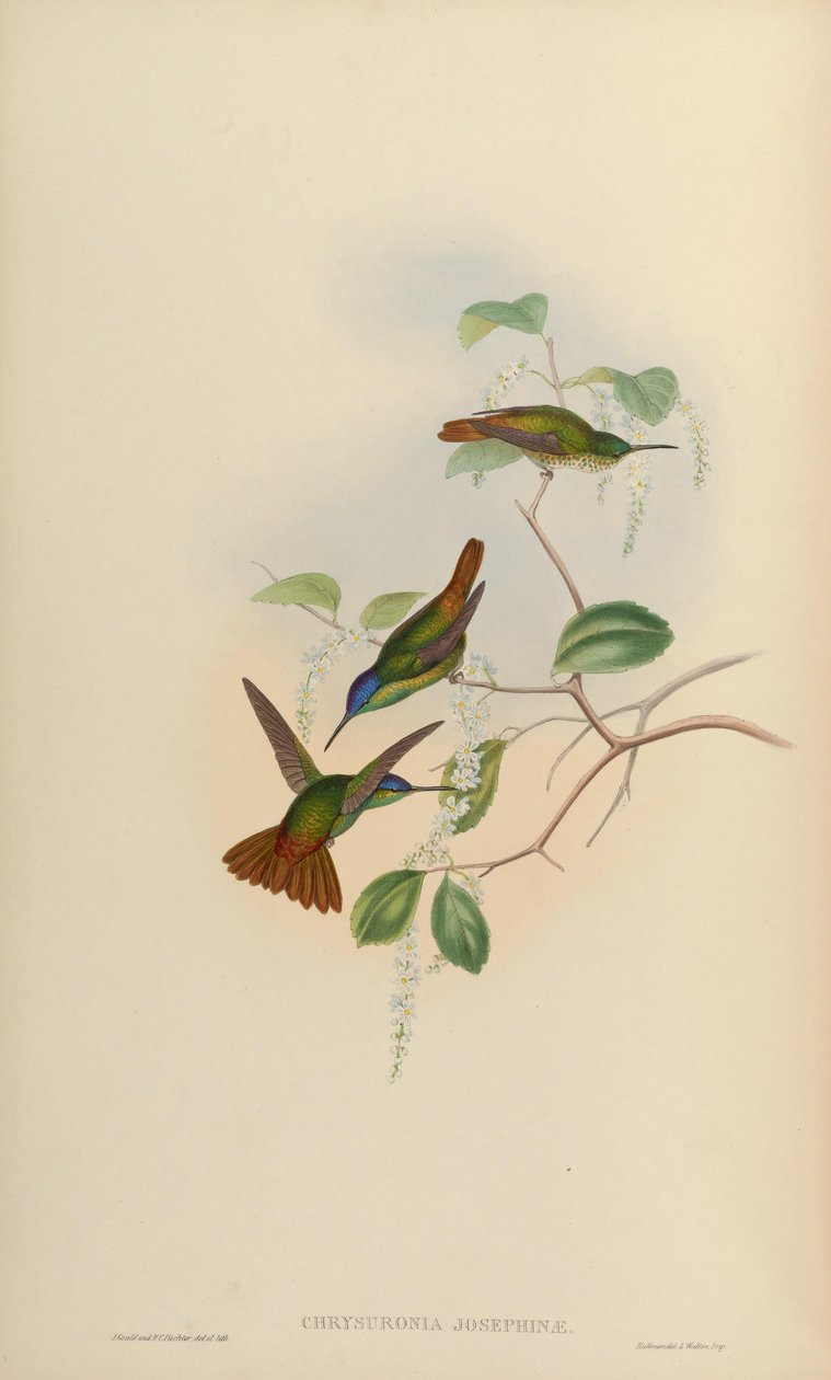 Chrysuronia josephinae = Chrysuronia oenone josephinae by John Gould