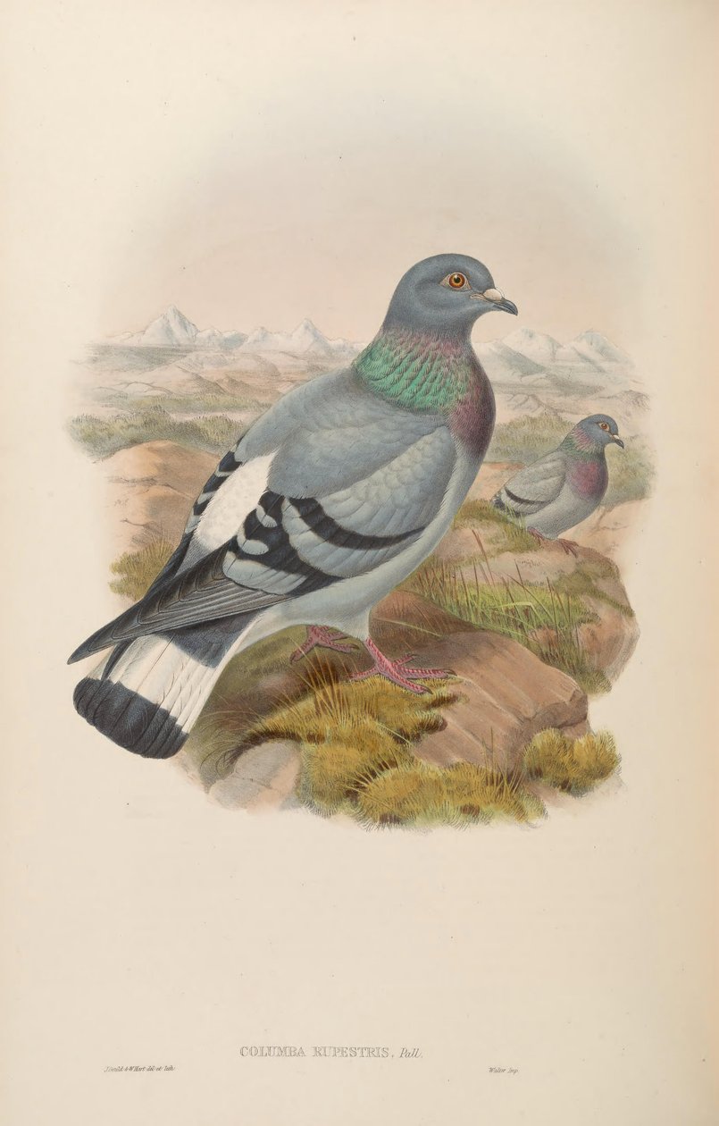 Columba rupestris by John Gould
