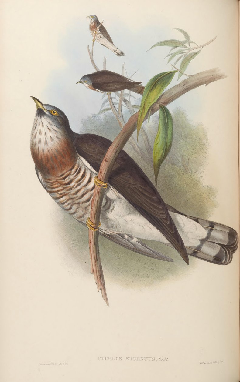 Cuculus strenuus by John Gould