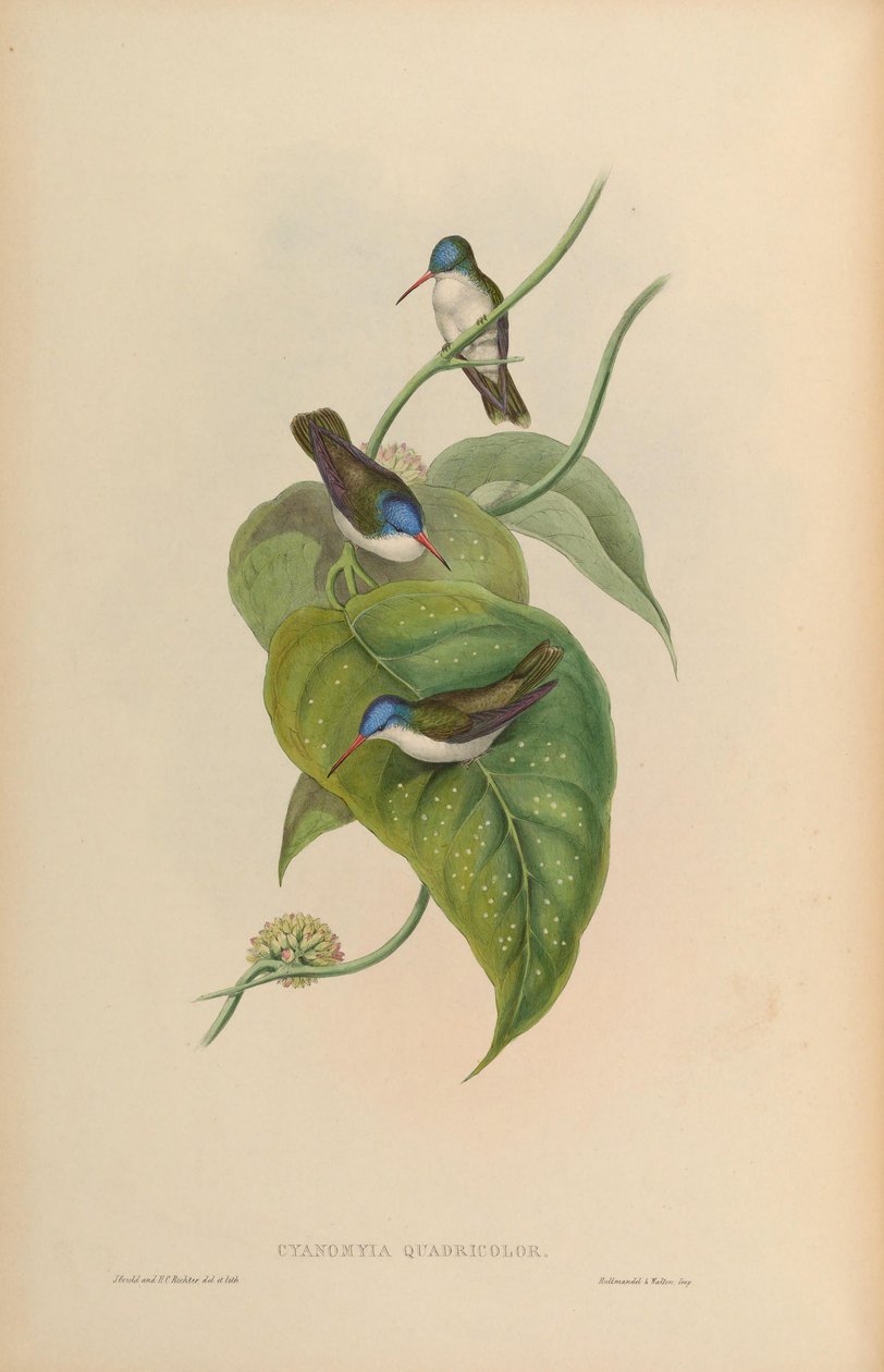 Cyanomyia quadricolor by John Gould