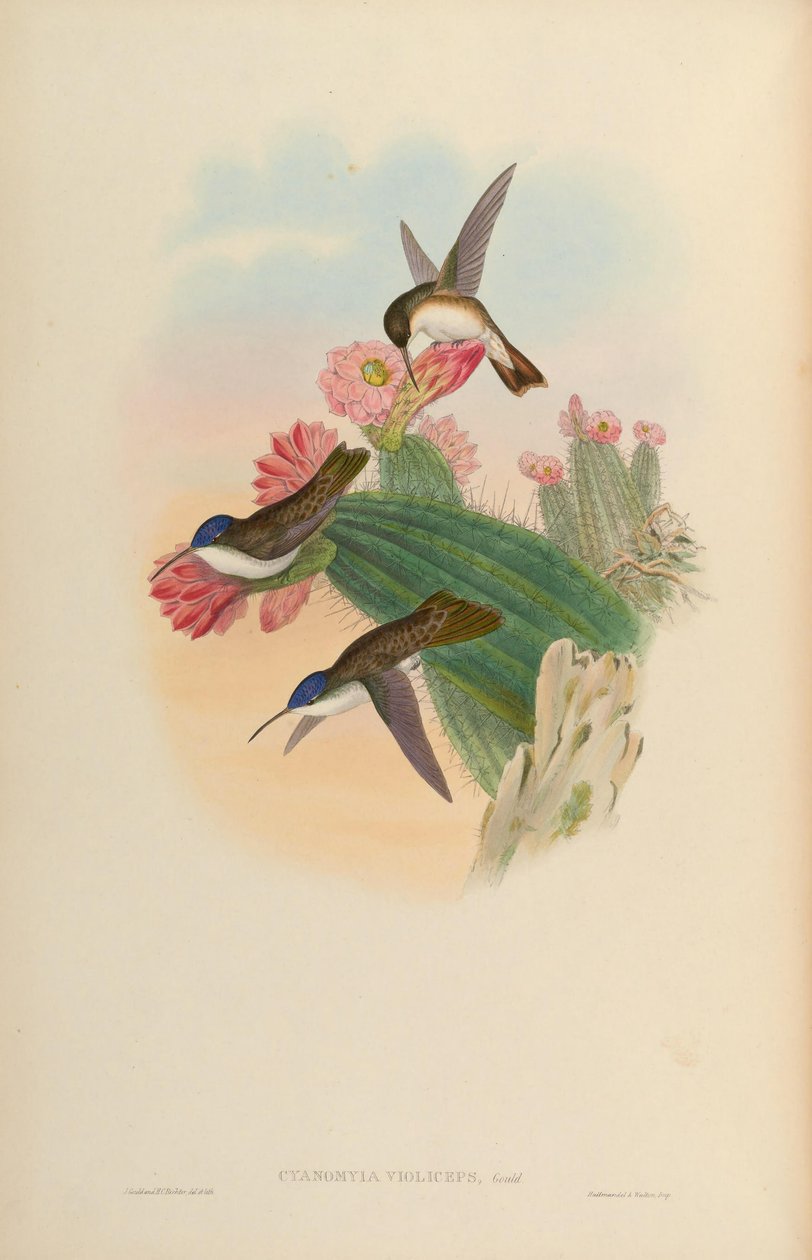 Cyanomyia violiceps by John Gould
