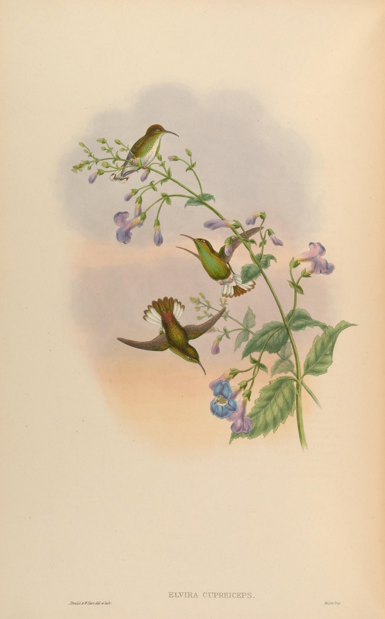 Elvira Cupreiceps by John Gould