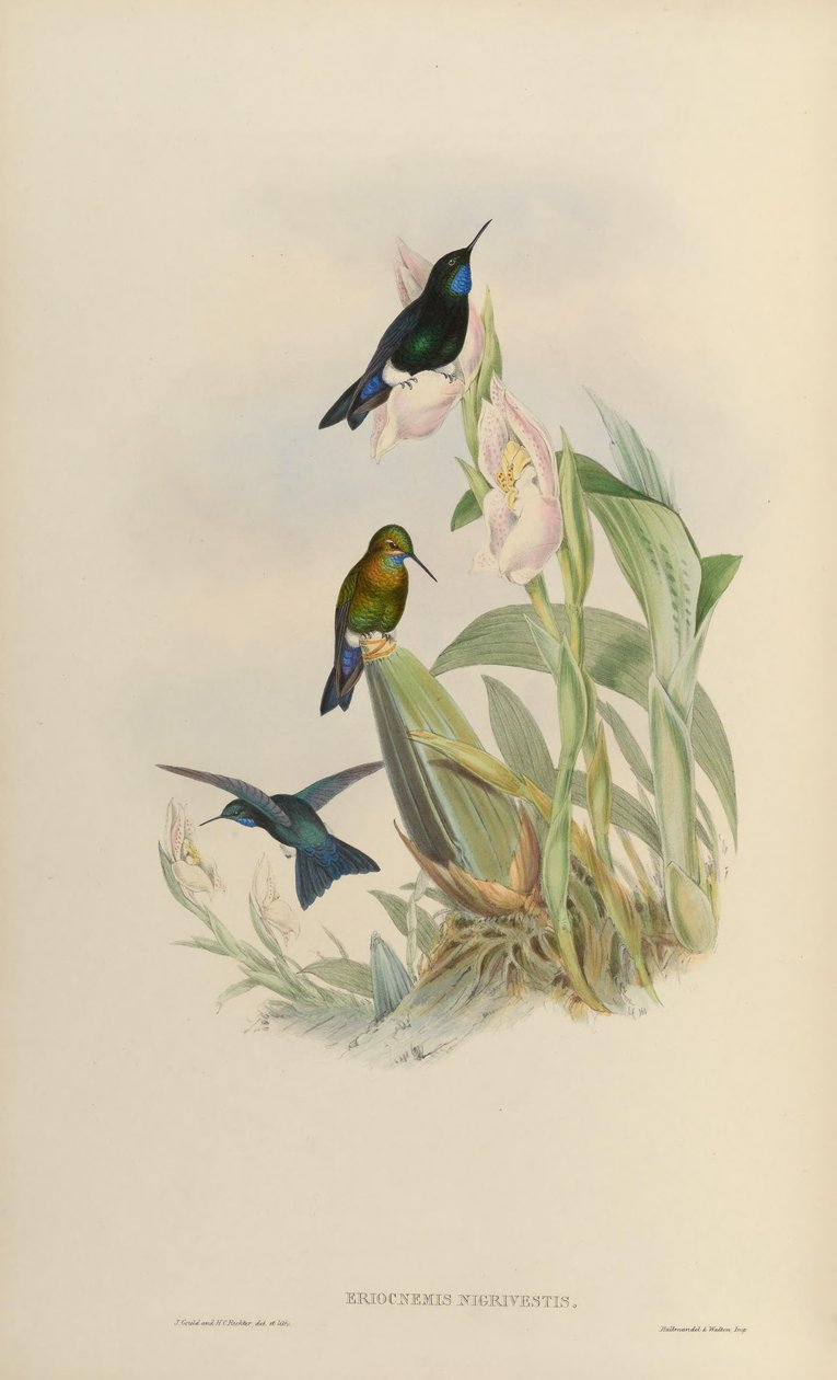Eriocnemis nigrivestis by John Gould
