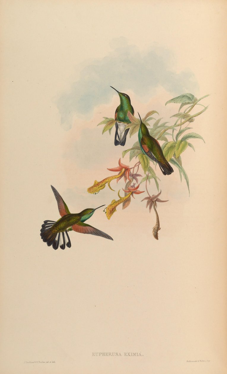 Eupherusa eximia by John Gould