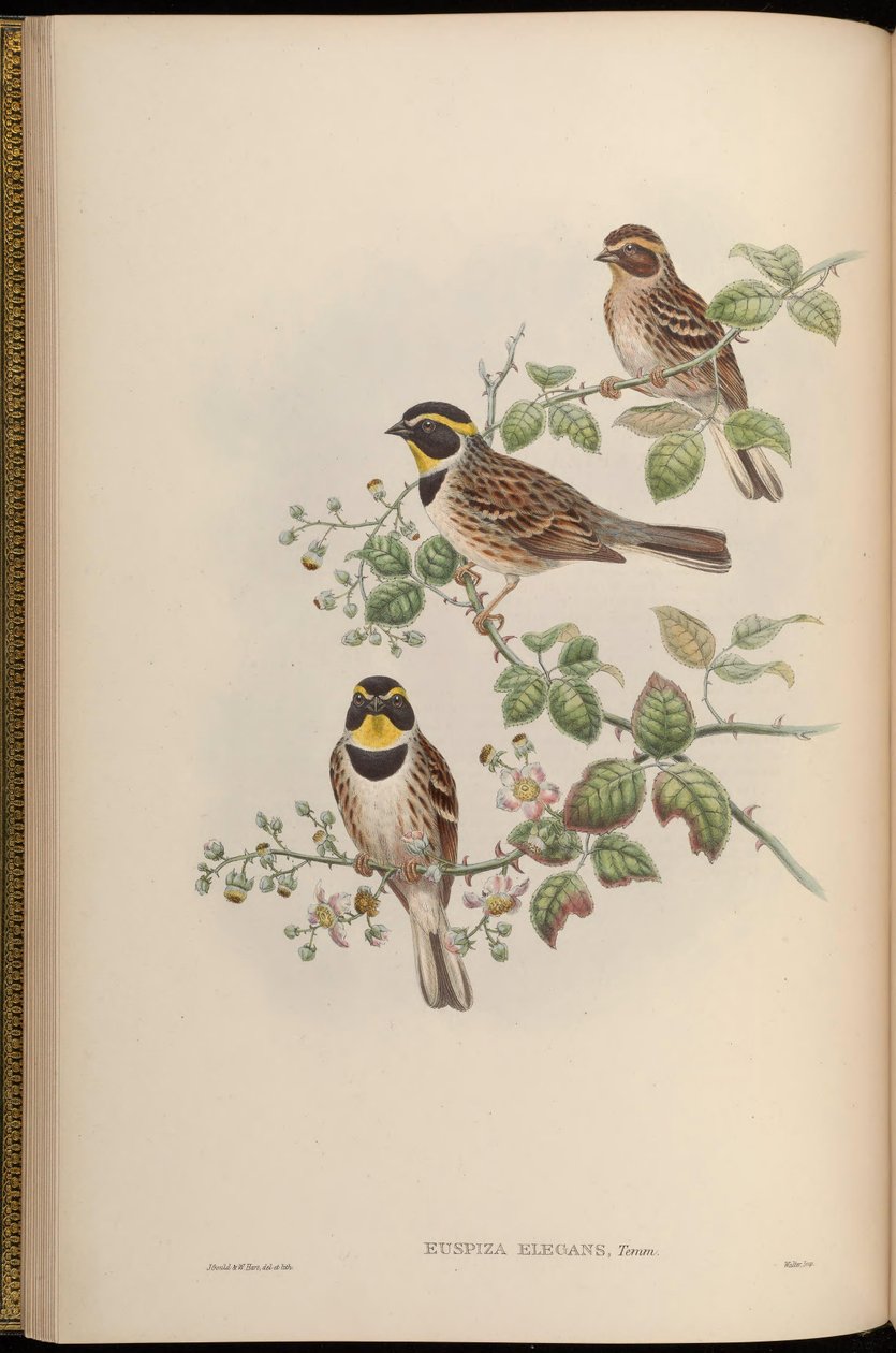 Elegant Bunting by John Gould
