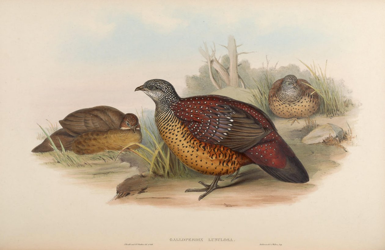 Galloperdix lunulata by John Gould