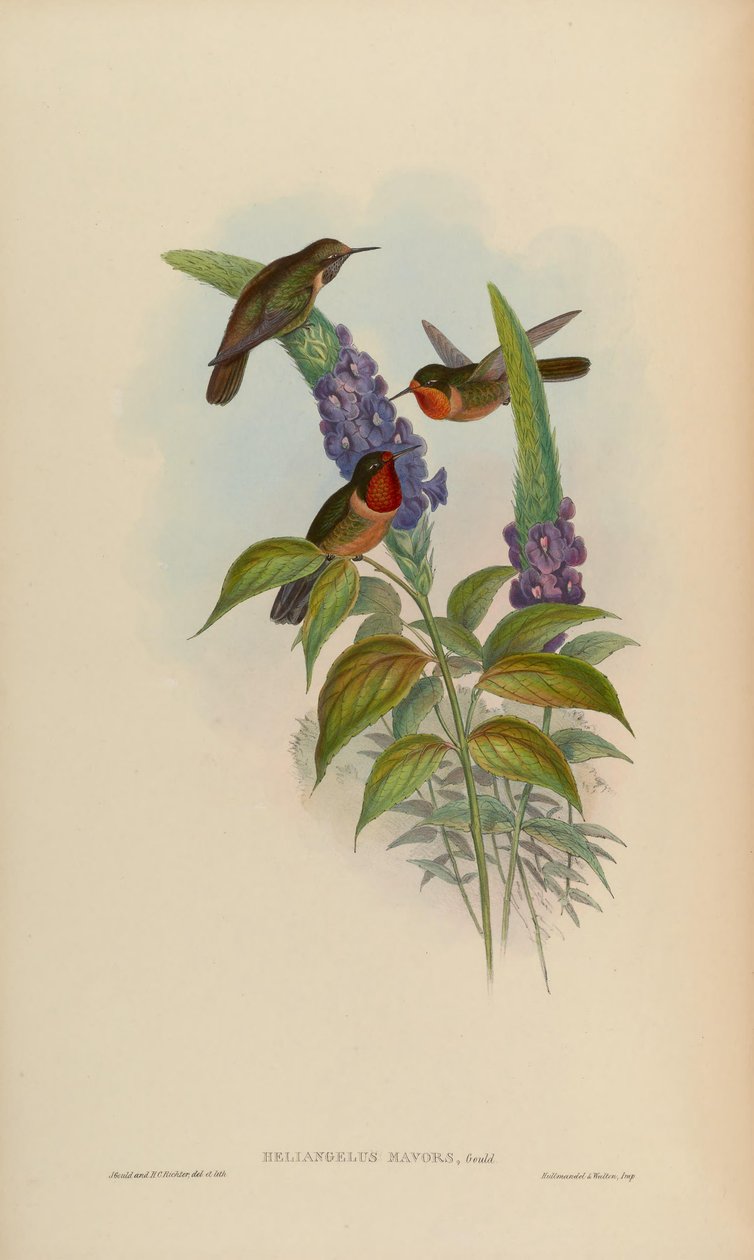 Heliangelus mavors by John Gould