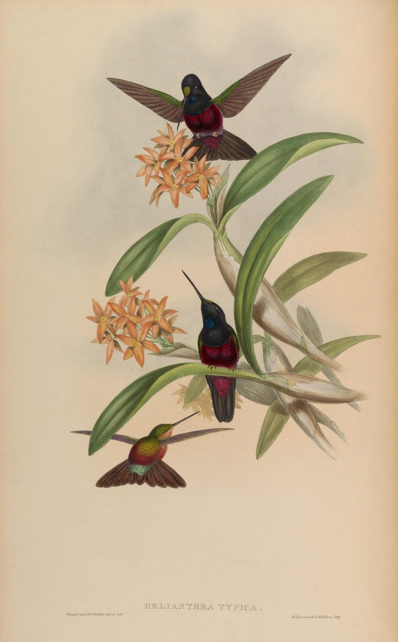 Helianthea Typica by John Gould
