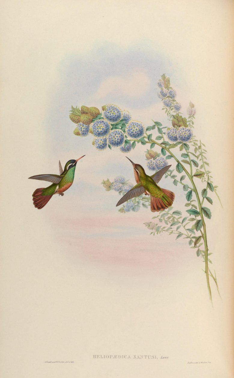 Basilinna xantusii by John Gould
