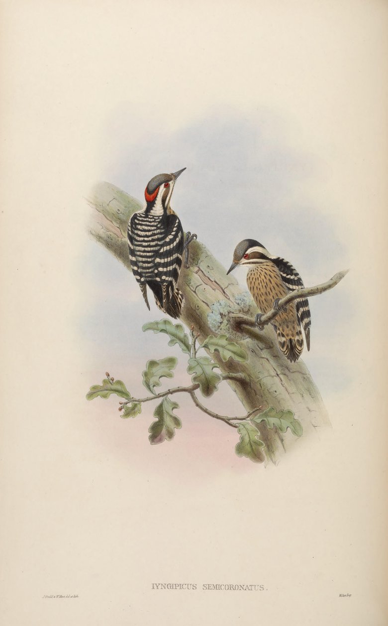 Iyngipicus semicoronatus by John Gould