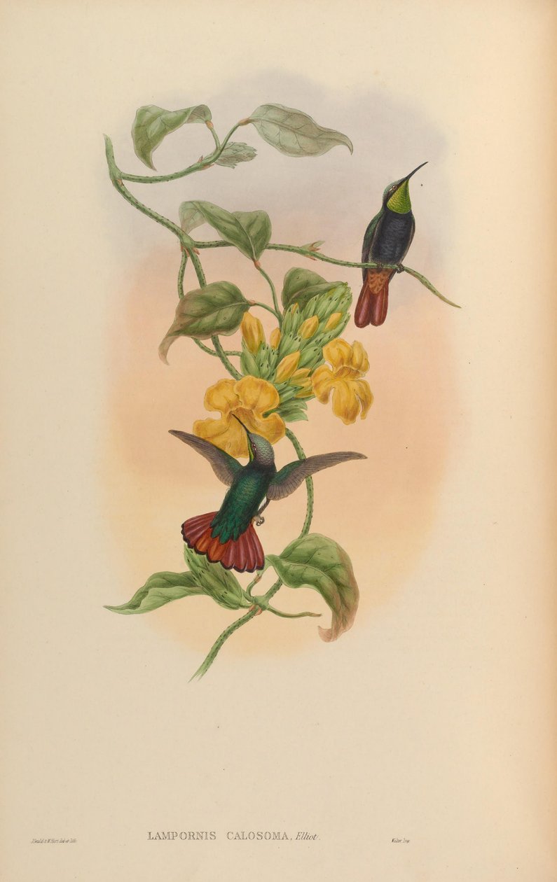 Lampornis calosoma by John Gould