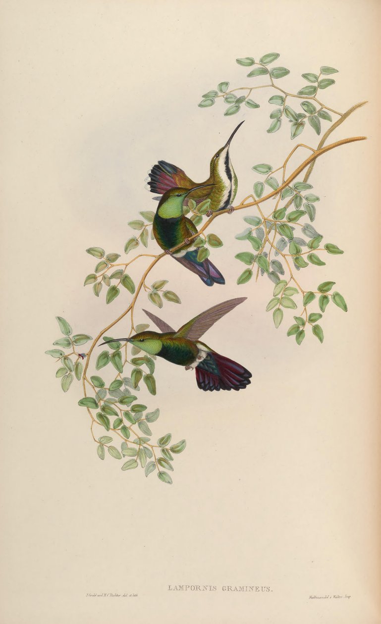 Lampornis gramineus = Anthracothorax viridigula graminea by John Gould