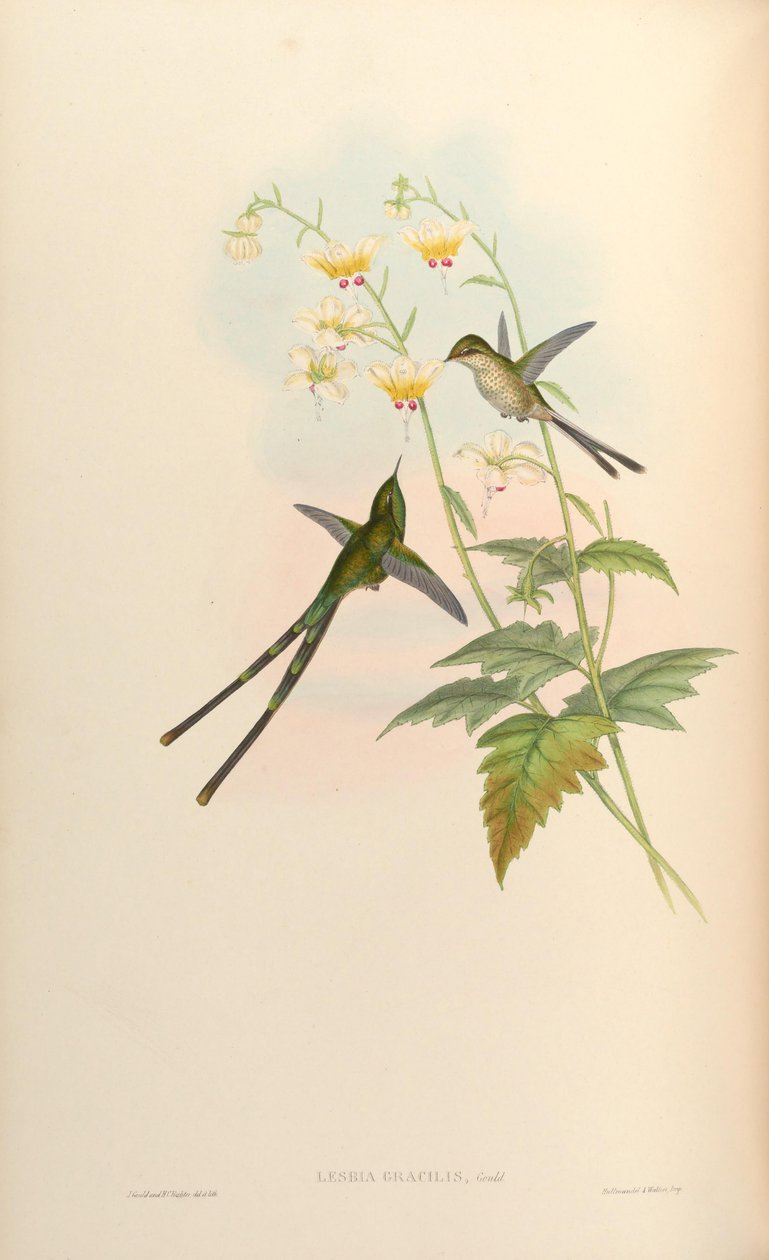 Lesbia Gracilis by John Gould
