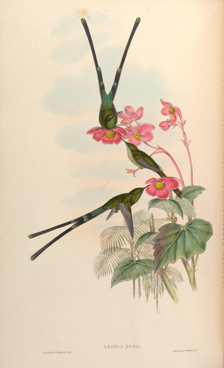 Lesbia nuna by John Gould