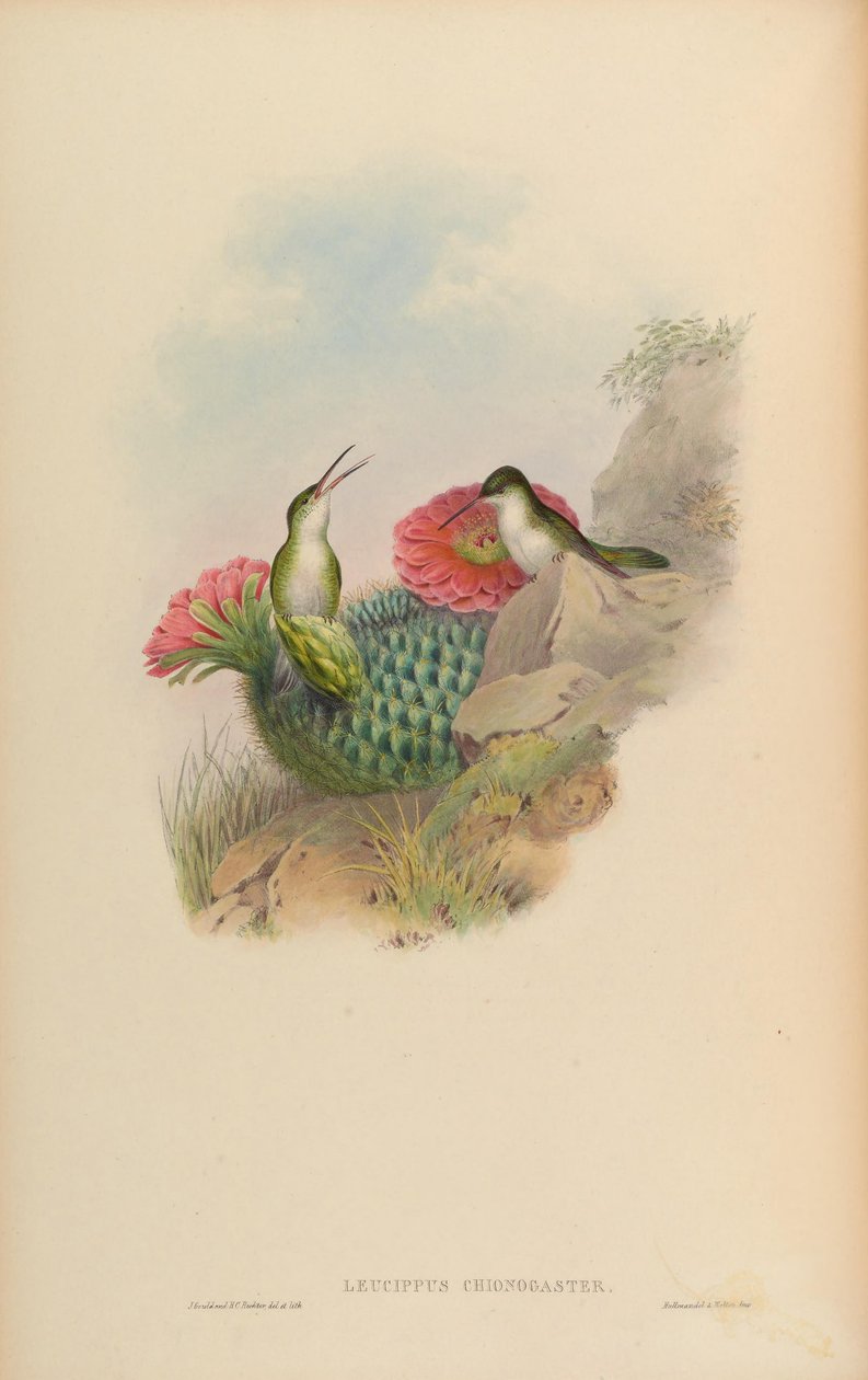 Leucippus chionogaster by John Gould