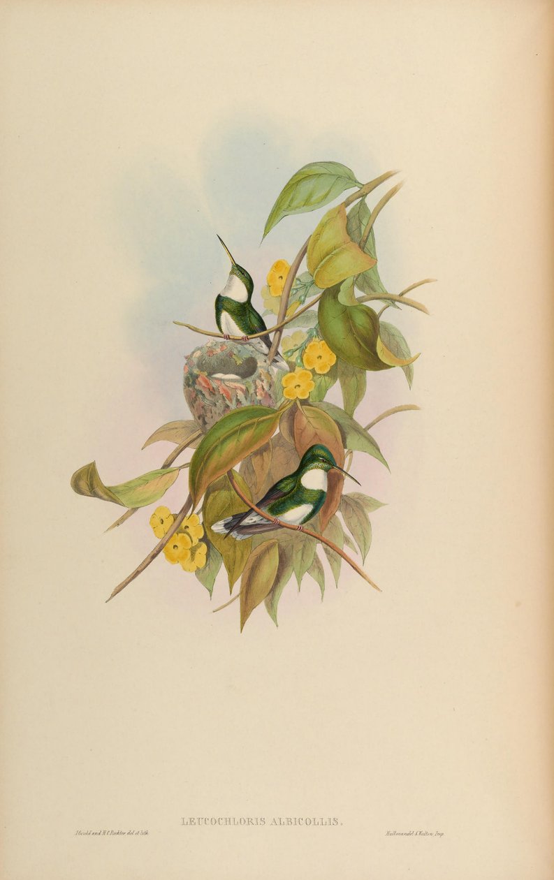 Leucochloris albicollis by John Gould