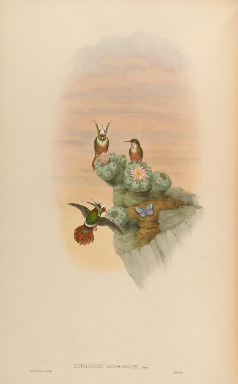 Lophornis adorabilis by John Gould