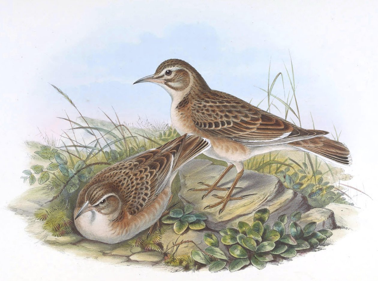 Melanocorypha maxima by John Gould