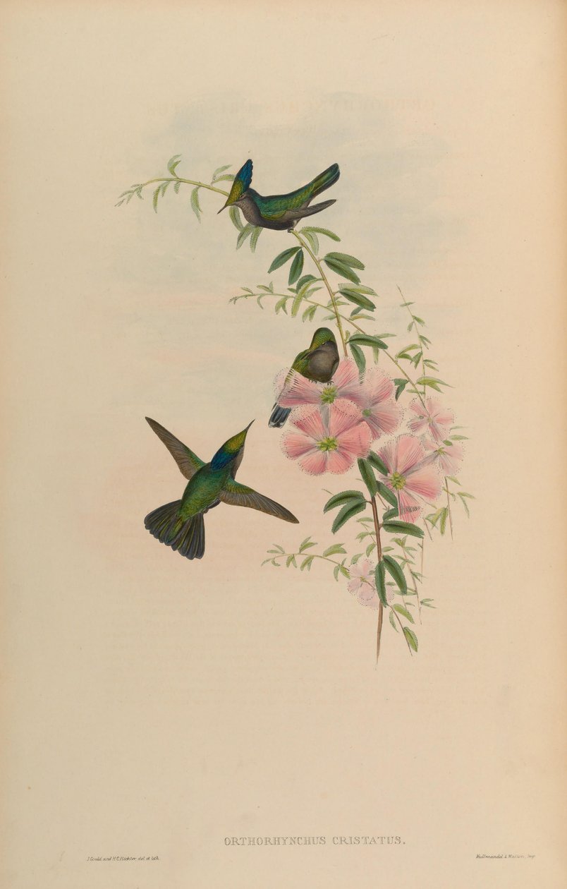 Orthorhynchus cristatus by John Gould