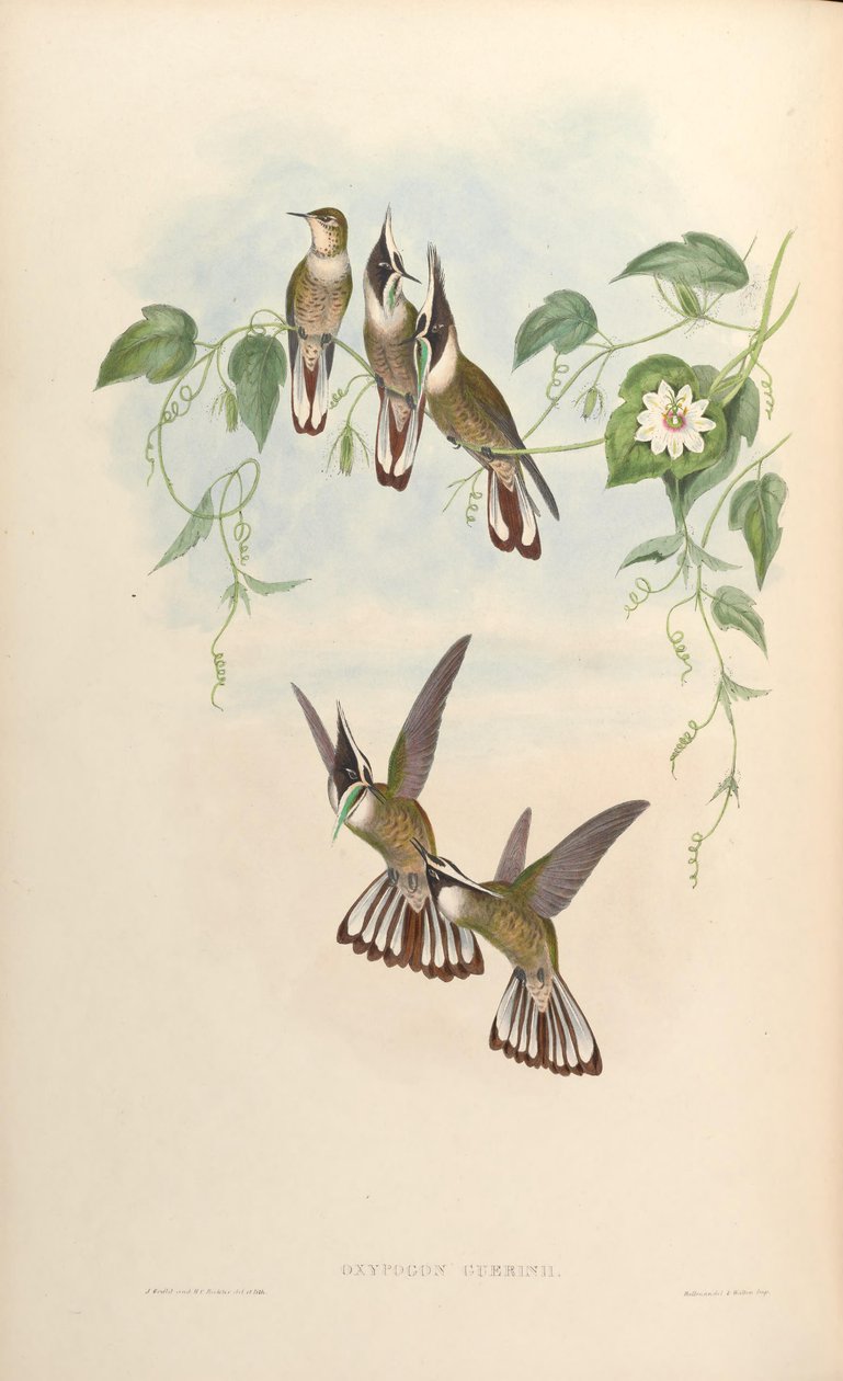 Oxypogon guerinii by John Gould