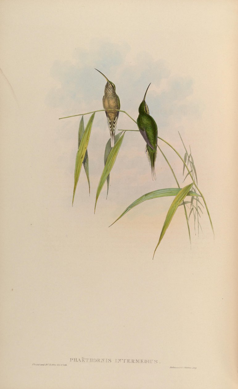 Phaethornis squalidus by John Gould
