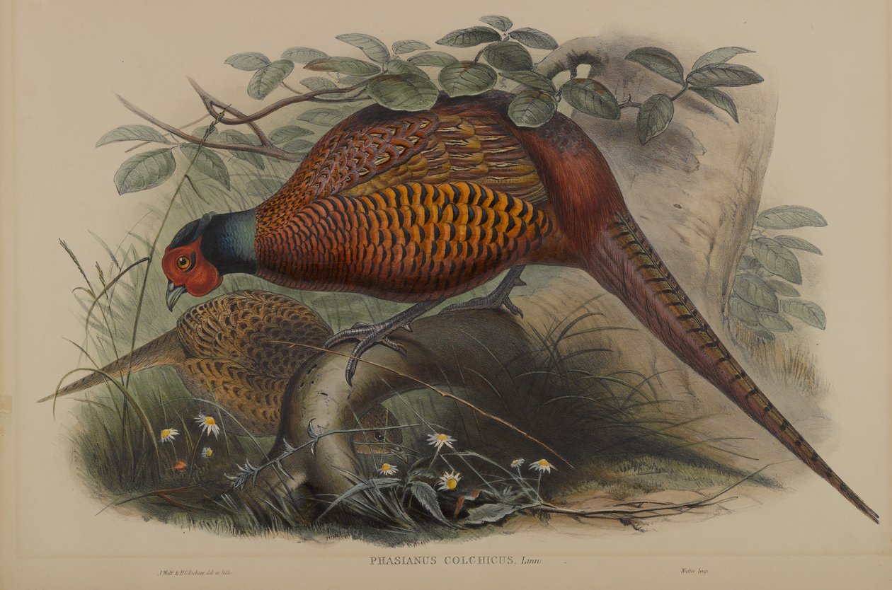 Common Pheasant by John Gould