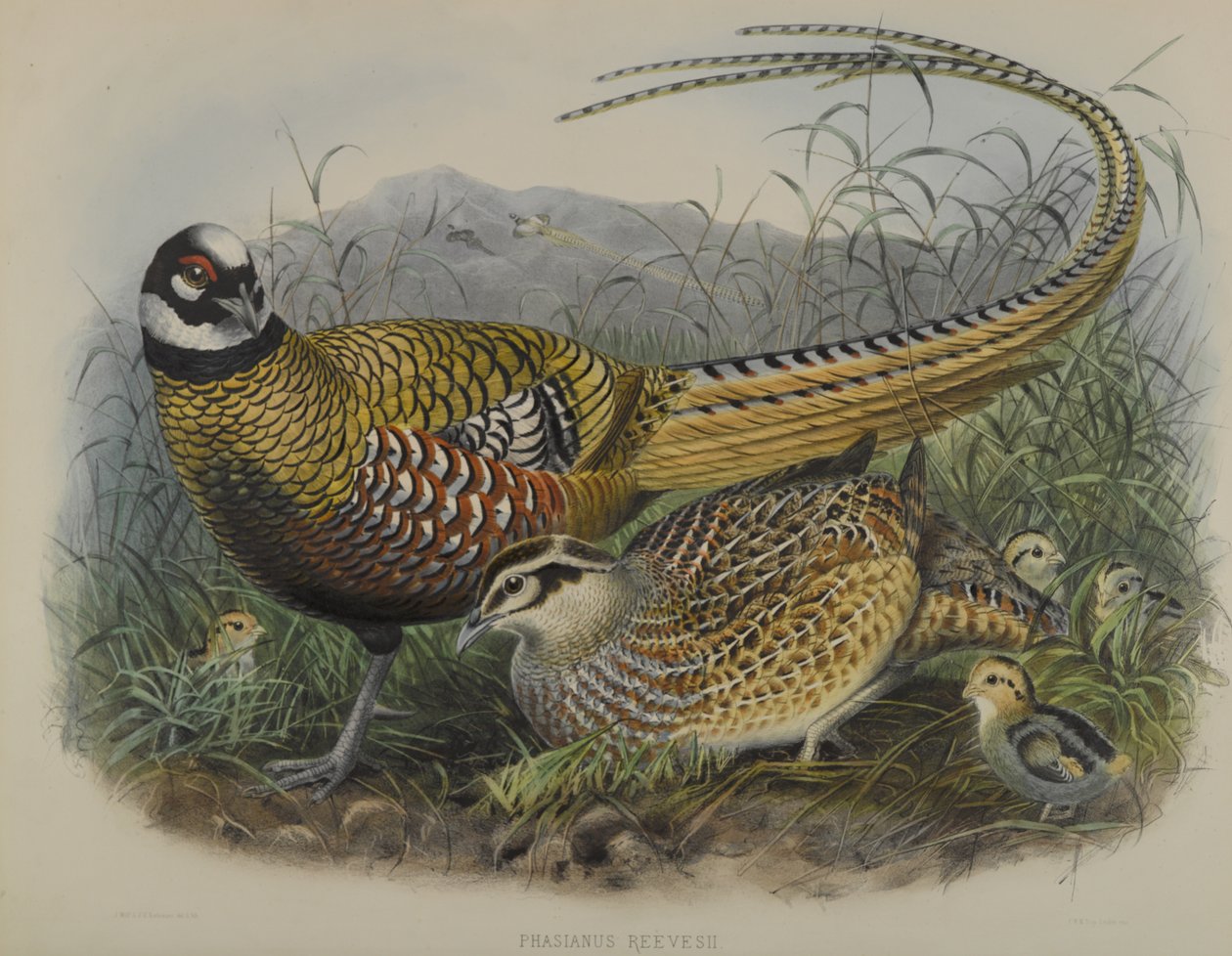Reeves Pheasant by Joseph Smit