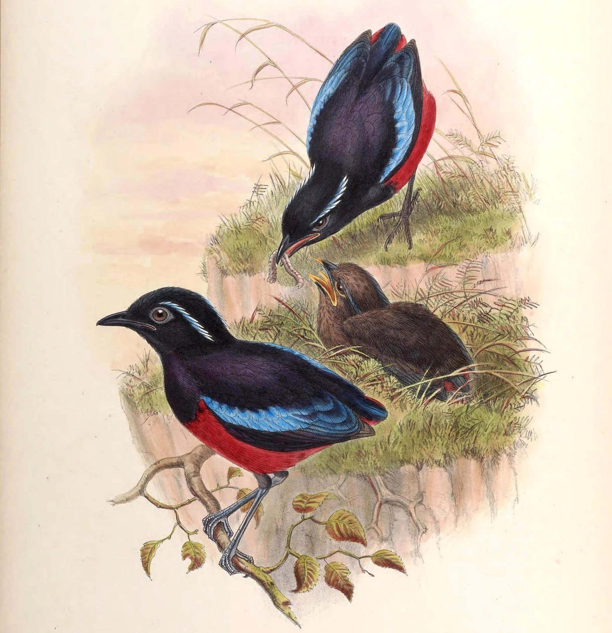 Pitta Ussheri = Erythropitta Ussheri by John Gould