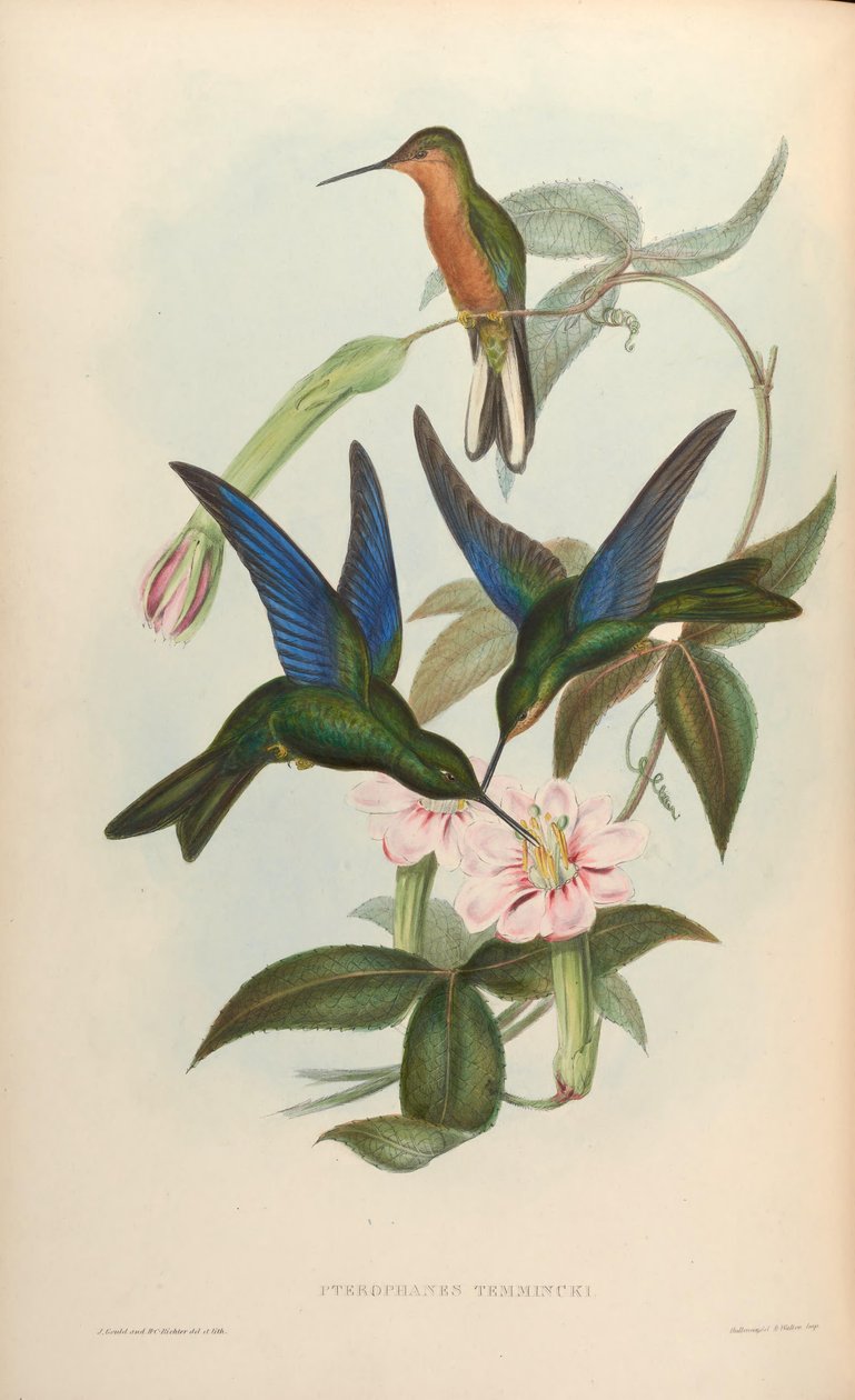 Pterophanes temmincki = Pterophanes cyanopterus by John Gould