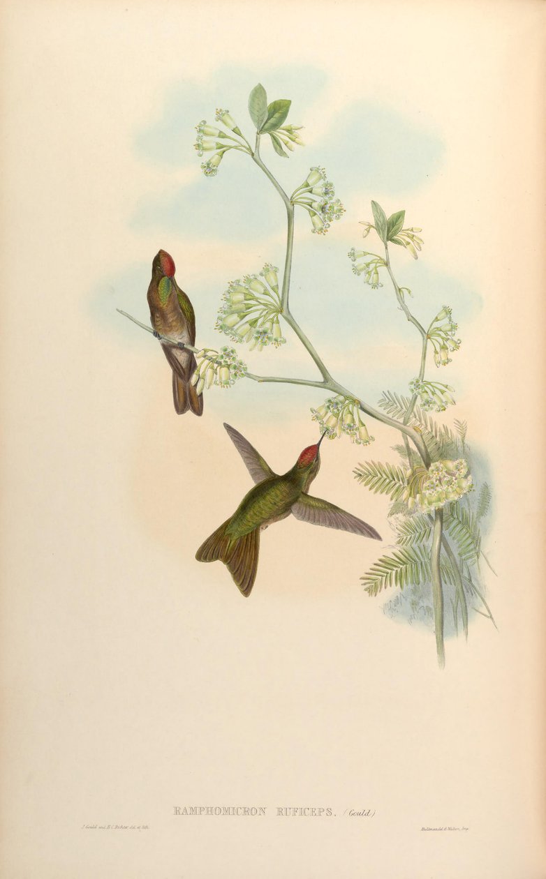 Ramphomicron ruficeps by John Gould