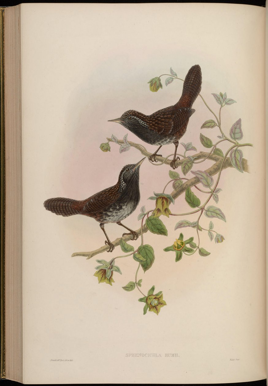 Sphenocichla humii by John Gould