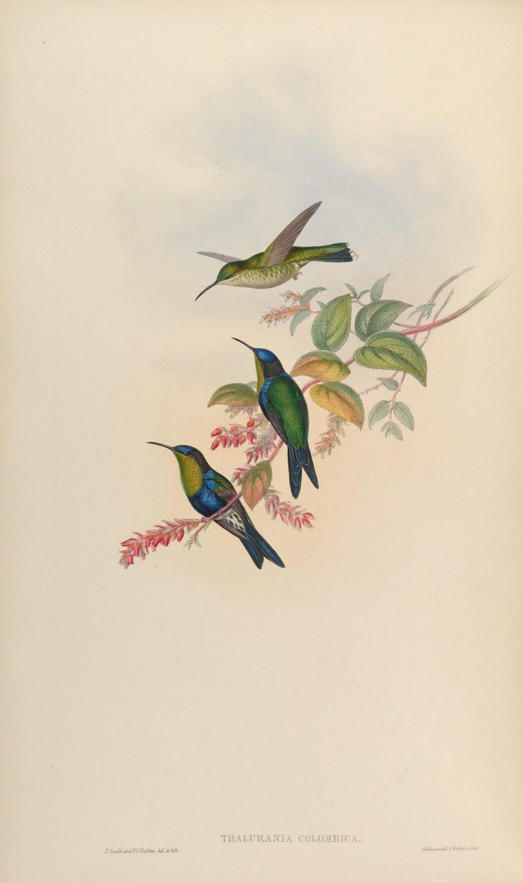 Thalurania colombica by John Gould