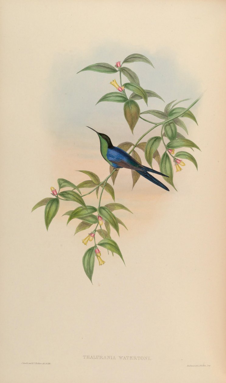 Thalurania watertonii by John Gould
