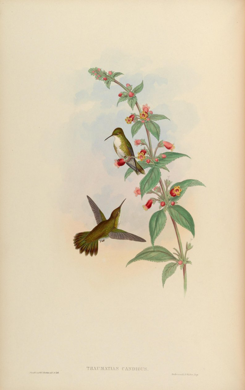 Thaumatias candidus by John Gould