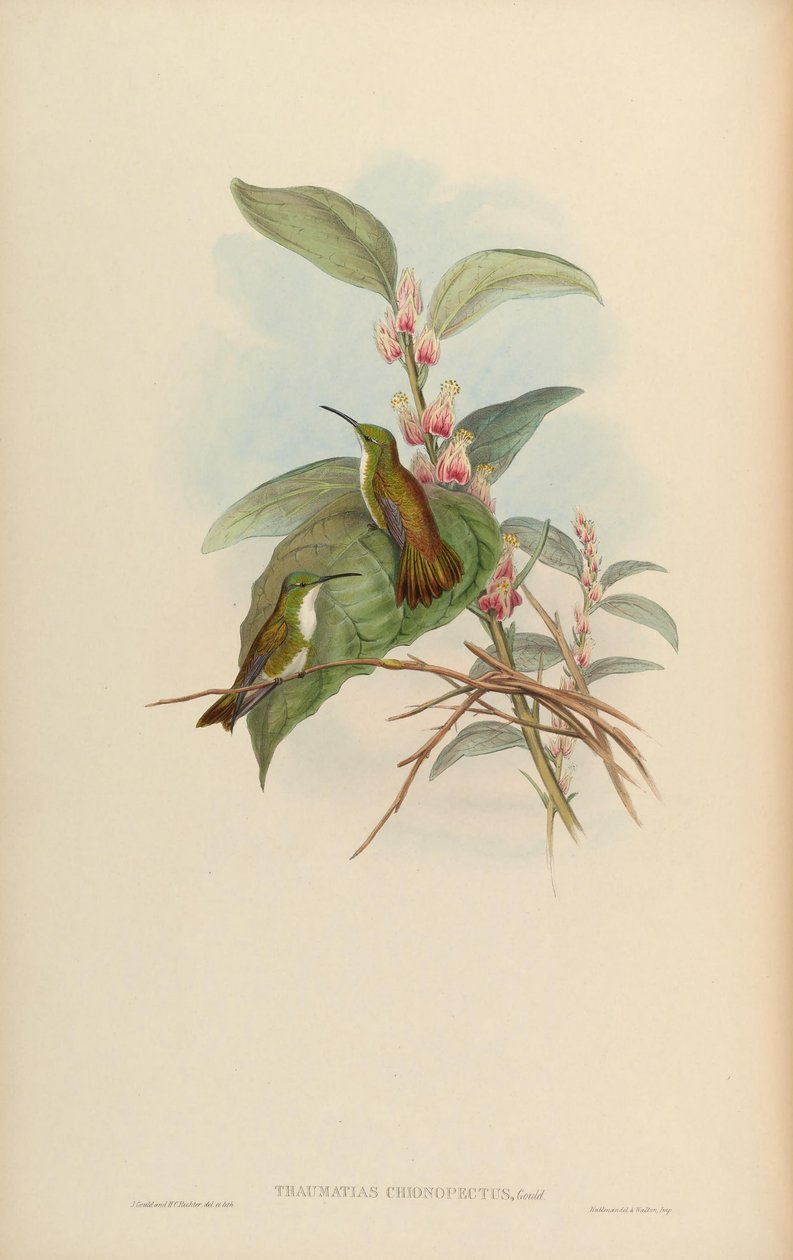 Thaumatias chionurus by John Gould