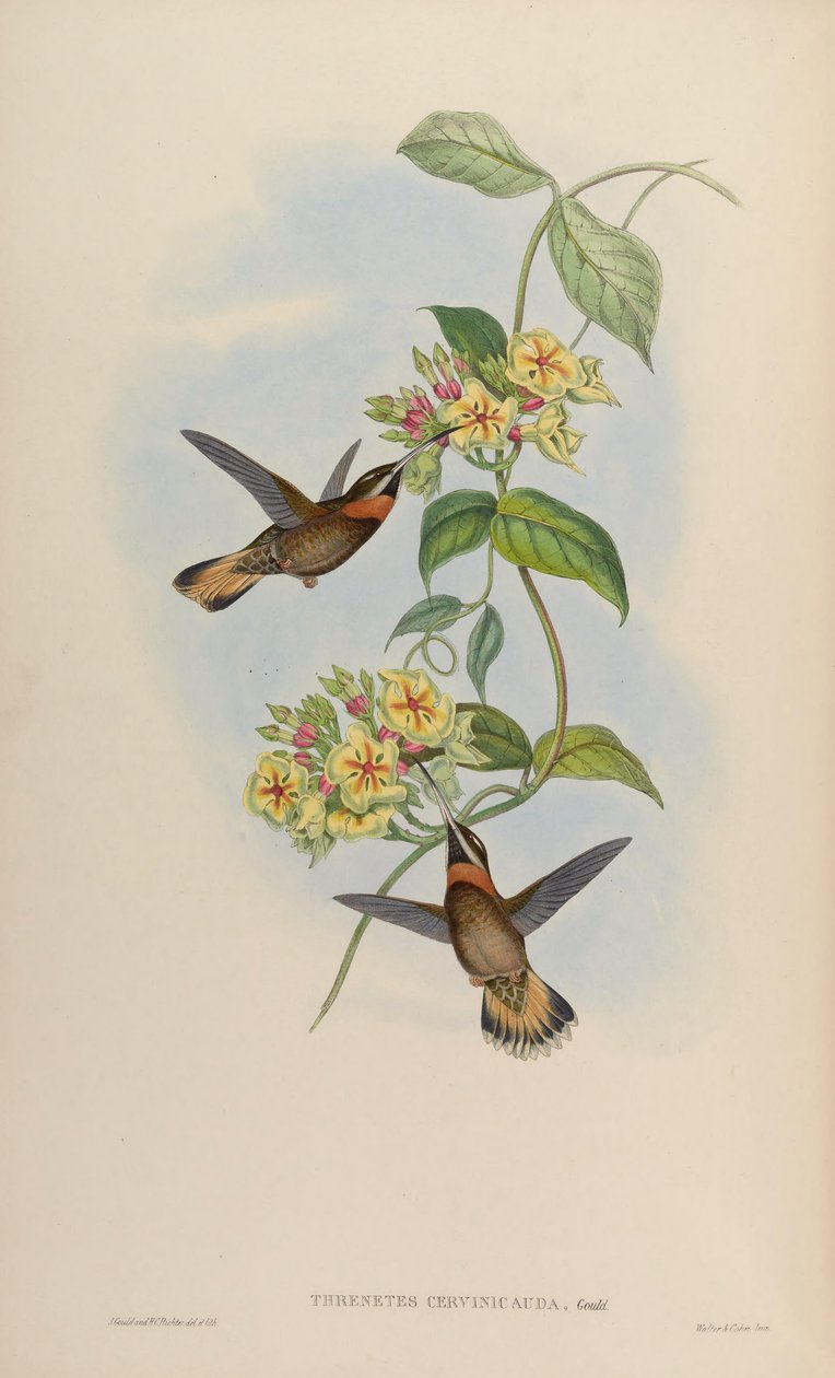 Threnetes cervinicauda by John Gould