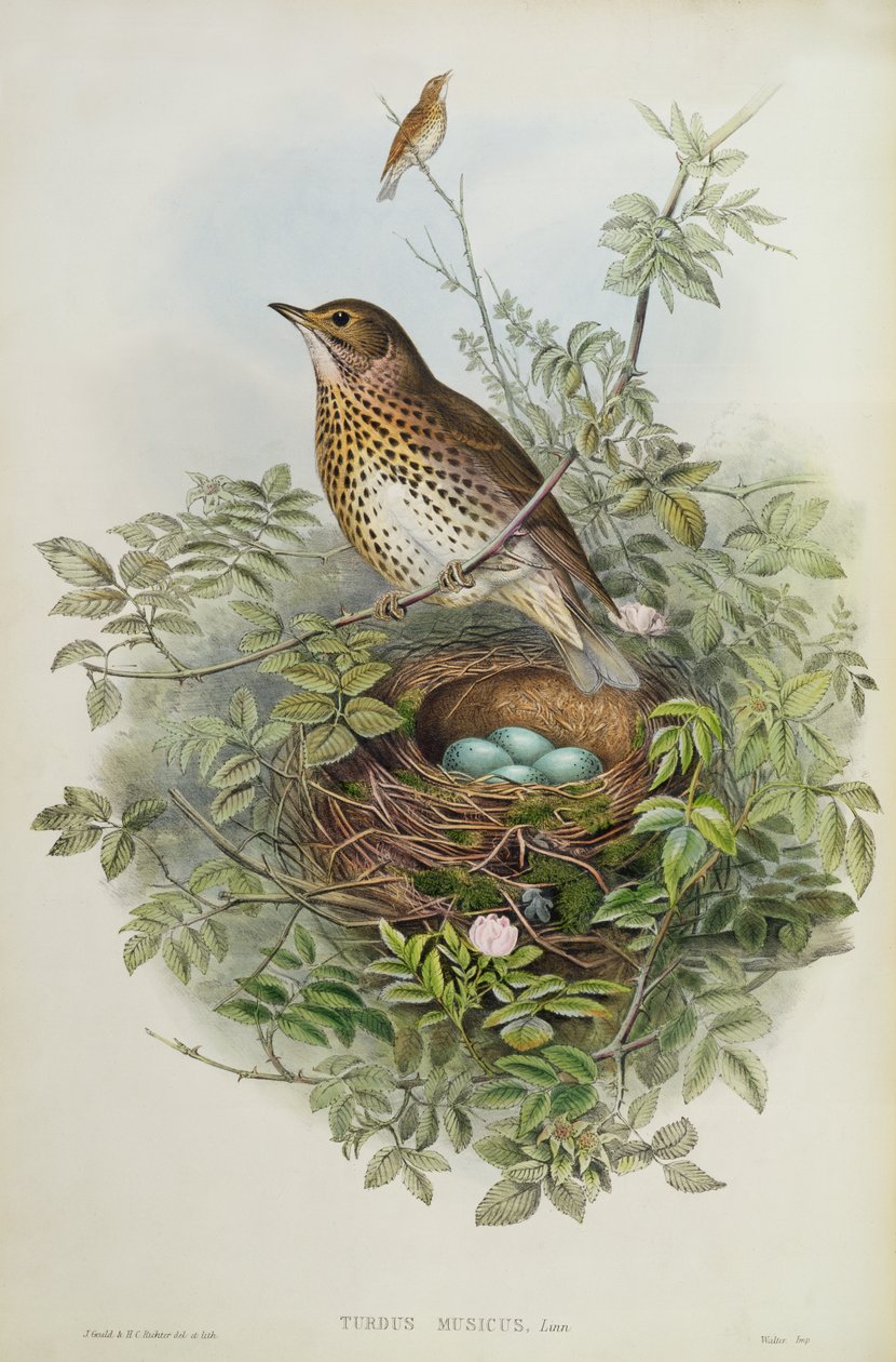 Thrush, 1873 by John Gould